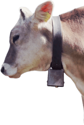 cutie-cow
